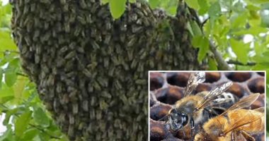 Invasive swarm of Killer bees put millions on alert after officials take precautionary action