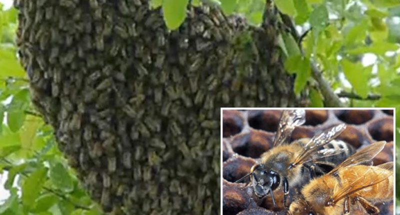 Invasive swarm of Killer bees put millions on alert after officials take precautionary action