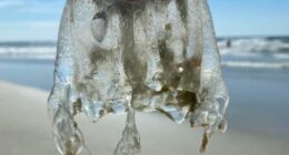 Jellyfish have made its way to Tybee Island