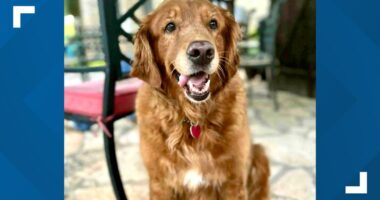 Kerrville flood: Lost dog Goldie found by rescue team