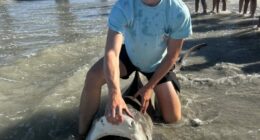 Local teens catch 2 sharks, including 13-footer