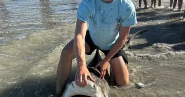 Local teens catch 2 sharks, including 13-footer