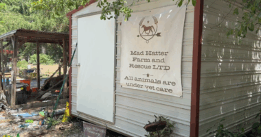 Mad Hatter Farm and Rescue selling homemade items to continue its mission