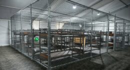 Migrant being held in Alligator Alcatraz begging  to self-deport