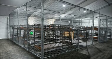 Migrant being held in Alligator Alcatraz begging  to self-deport