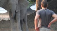 A young man observing an elephant.