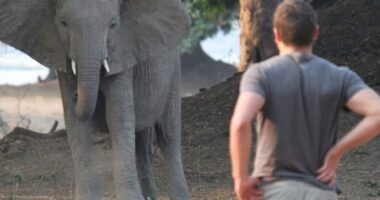 A young man observing an elephant.