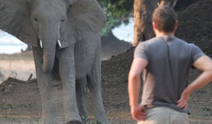 A young man observing an elephant.