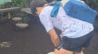 Tï»¿housands of Lovebugs, known scientifically as Plecia nearctica, have swarmed parts of South Korea with a viral video showing just how intense the invasion is. The bugs have descended onto ï»¿Mount Gyeyang in Incheon's Gyeyang District, according to local media.