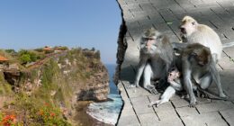 Monkeys 'running a scam' at sacred temple, frustrated tourists say after phone thefts