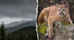 Mountain lion attacks 4-year-old walking with family at Washington's Olympic National Park