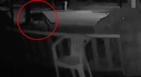 Mountain lion possibly sighted in this New York city