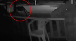 Mountain lion possibly sighted in this New York city