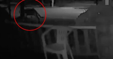 Mountain lion possibly sighted in this New York city