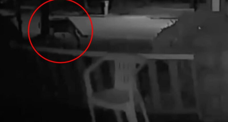 Mountain lion possibly sighted in this New York city