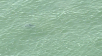NYC temporarily shuts down Queens beaches after sharks swim dangerously close to Fourth of July crowd