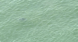 NYC temporarily shuts down Queens beaches after sharks swim dangerously close to Fourth of July crowd