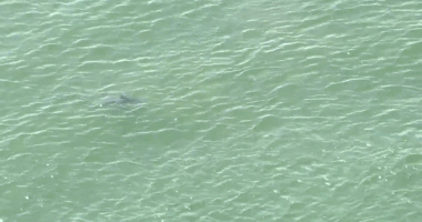 NYC temporarily shuts down Queens beaches after sharks swim dangerously close to Fourth of July crowd