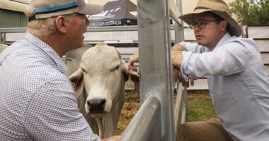 Nationals Leader David Littleproud claims Agriculture Minister Julie Collins ignored advice from the Inspector-General of Biosecurity when she lifted a ban on beef imports from the United States.