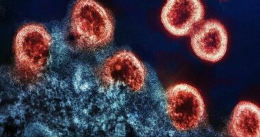 HIV-1 Virus Particles Transmission electron micrograph of HIV-1 virus particles replicating from an HIV-infected H9 T-cell.
