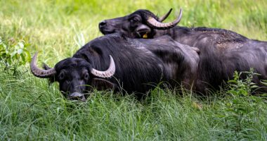 Oklahoma livestock farmer killed by water buffaloes he purchased just one day before fatal attack