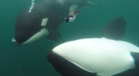 orcas
