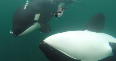 orcas