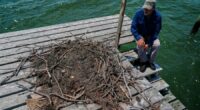 Osprey came back from the brink once. Now chicks are dying in nests, and some blame overfishing