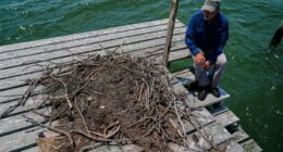 Osprey came back from the brink once. Now chicks are dying in nests, and some blame overfishing