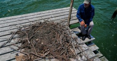 Osprey came back from the brink once. Now chicks are dying in nests, and some blame overfishing