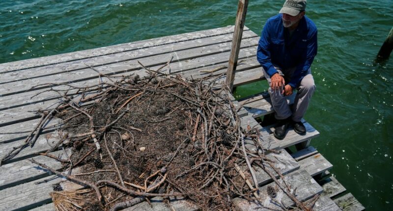 Osprey came back from the brink once. Now chicks are dying in nests, and some blame overfishing