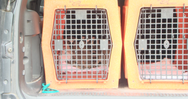 Owners arrested after 30+ animals removed from Carter County home