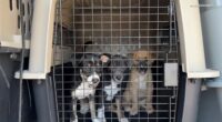 PAWS Chicago helps dogs from Texas flood arrive from Concho Valley PAWS, rescue organization in San Angelo
