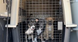 PAWS Chicago helps dogs from Texas flood arrive from Concho Valley PAWS, rescue organization in San Angelo