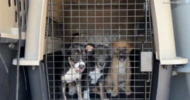 PAWS Chicago helps dogs from Texas flood arrive from Concho Valley PAWS, rescue organization in San Angelo