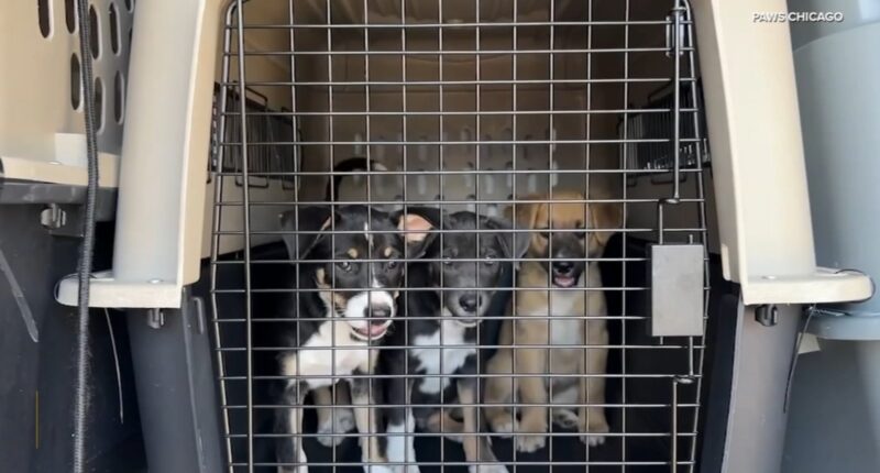 PAWS Chicago helps dogs from Texas flood arrive from Concho Valley PAWS, rescue organization in San Angelo