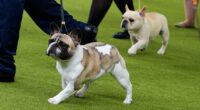 PETA sues AKC over breed standards for Frenchies, pugs and more