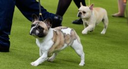 PETA sues AKC over breed standards for Frenchies, pugs and more