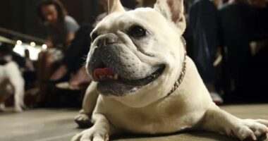 PETA sues American Kennel Club over breeding standards for French bulldogs and other breeds