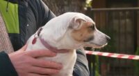 Jack Russell, Vivienne