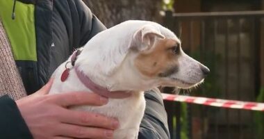 Jack Russell, Vivienne