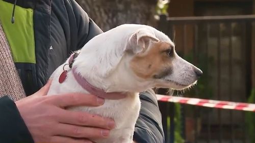 Jack Russell, Vivienne