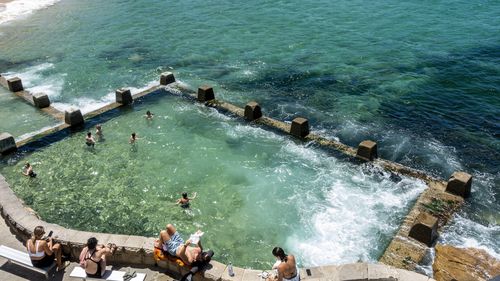 The plant found in oceans and pools could transform lives of thousands of burns victims.