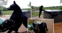Polite black bear stuns New Hampshire homeowners after ringing doorbell before exploring hot tub: video