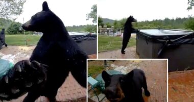 Polite black bear stuns New Hampshire homeowners after ringing doorbell before exploring hot tub: video