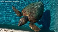 Pregnant sea turtle takes a dip in Jupiter Island pool