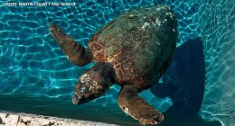 Pregnant sea turtle takes a dip in Jupiter Island pool