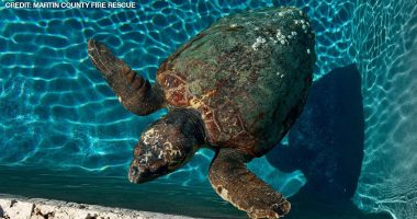 Pregnant sea turtle takes a dip in Jupiter Island pool