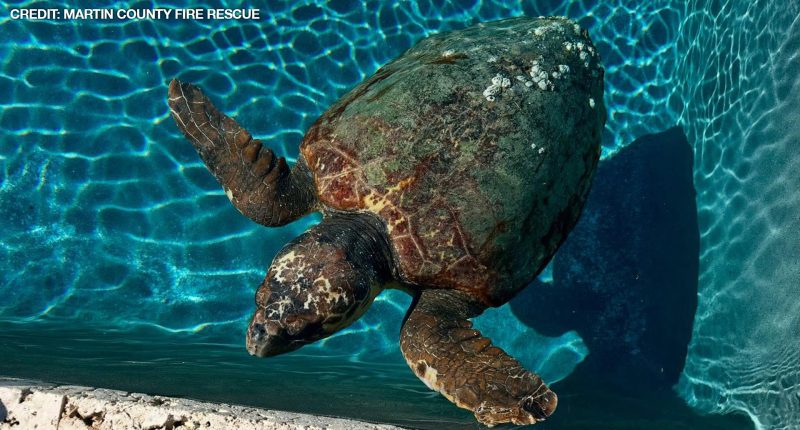Pregnant sea turtle takes a dip in Jupiter Island pool