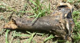 RCSO identifies suspicious bone as non-human thanks to recent Augusta University grad